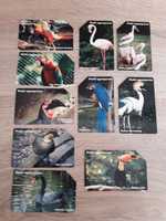 Ptaki egzotyczne - seria - karty telefoniczne