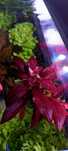 Roślina do akwarium Ludwigia repens Super Red (HIT w akwarystyce)