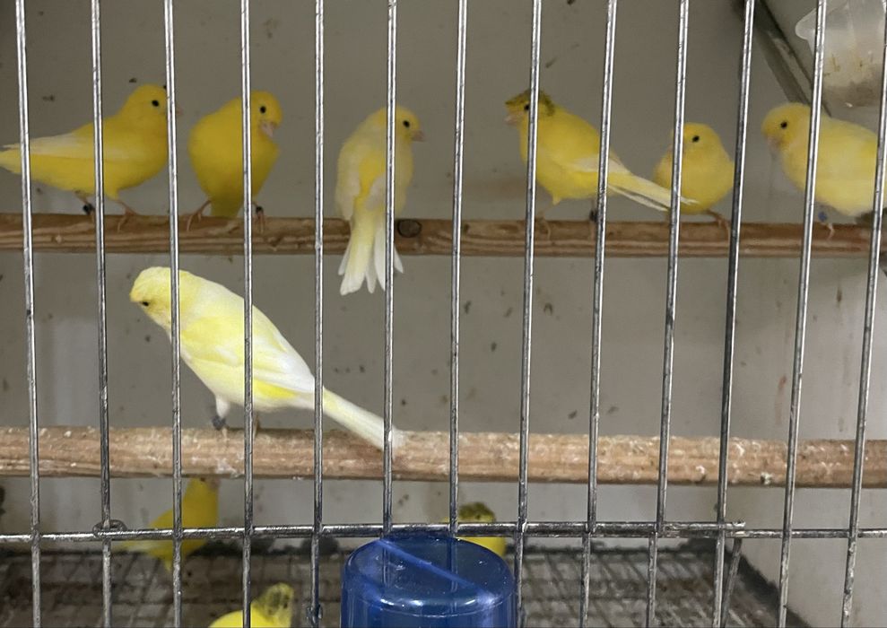 Canarios para vender a partir do valor no anuncio( avi-maia)