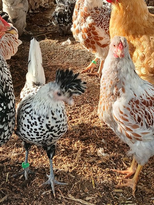 Kury ozdobne, wayndotte, brahmy