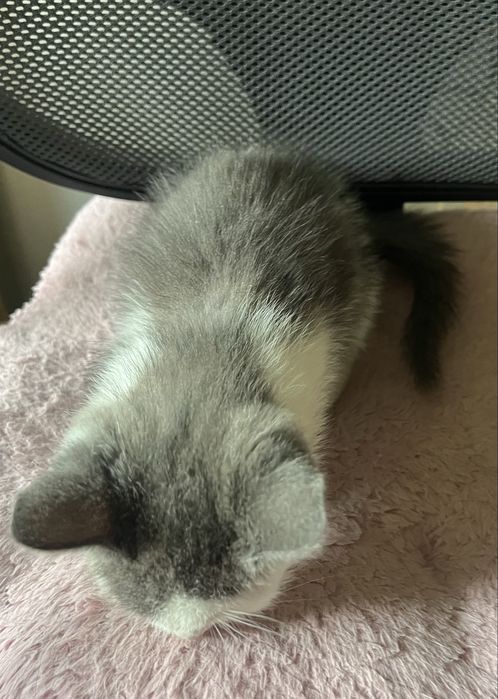Кошеня хлопчик, ручне