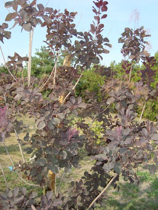 Trzmielina szczepiona na pniu