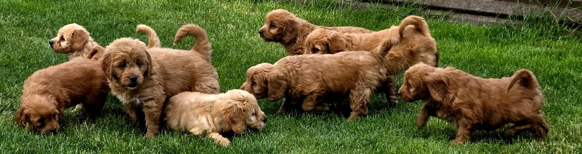 Goldendoodle piesek