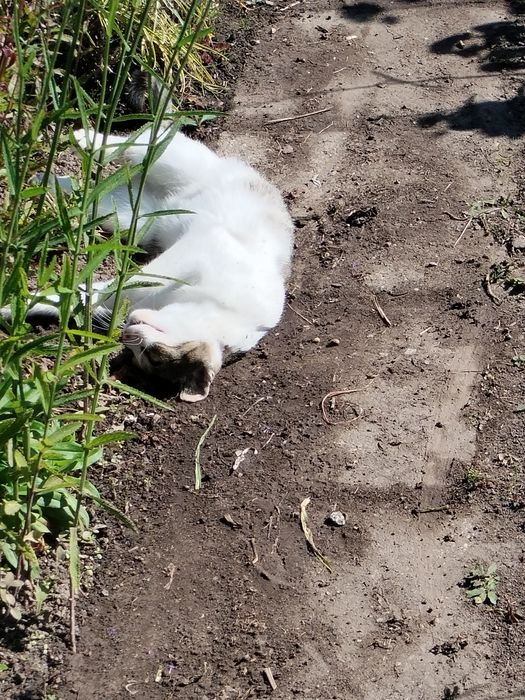 Koteczka roczna z działki