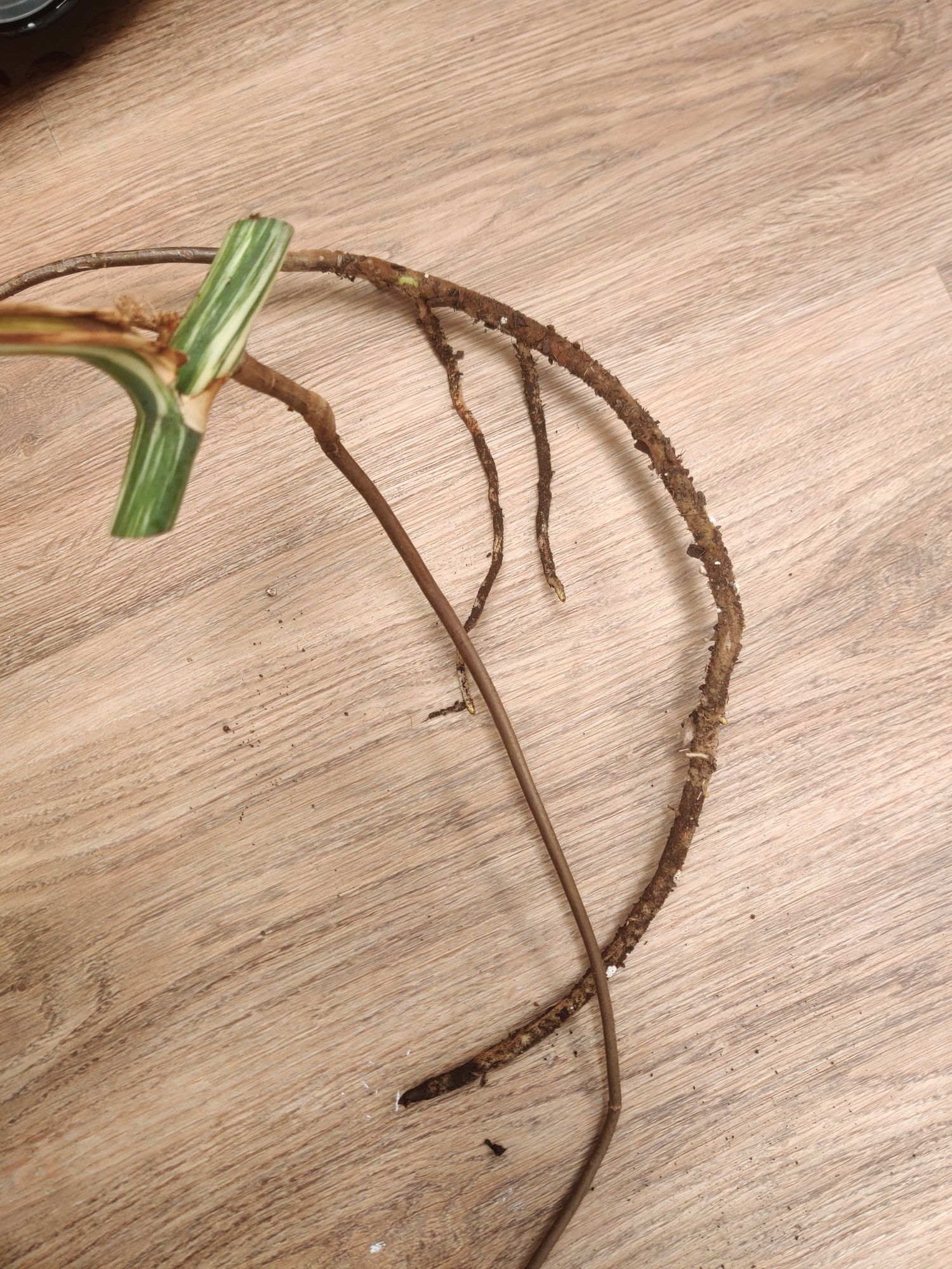 Corte fresco de monstera albo variegata