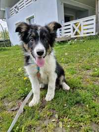 Border Collie Alwin - szczeniak gotowy do odbioru