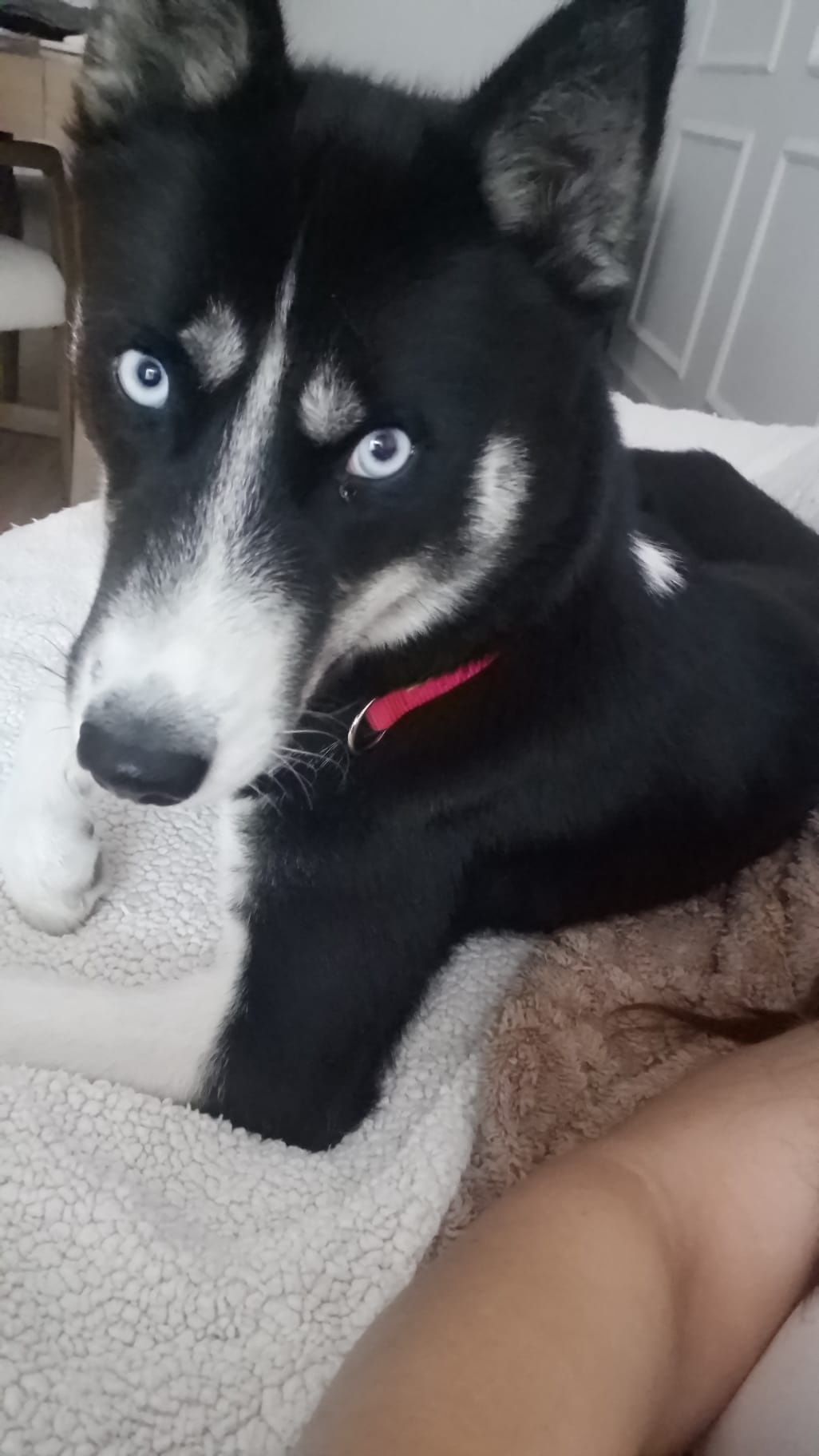 Husky do Alasca - adoção
