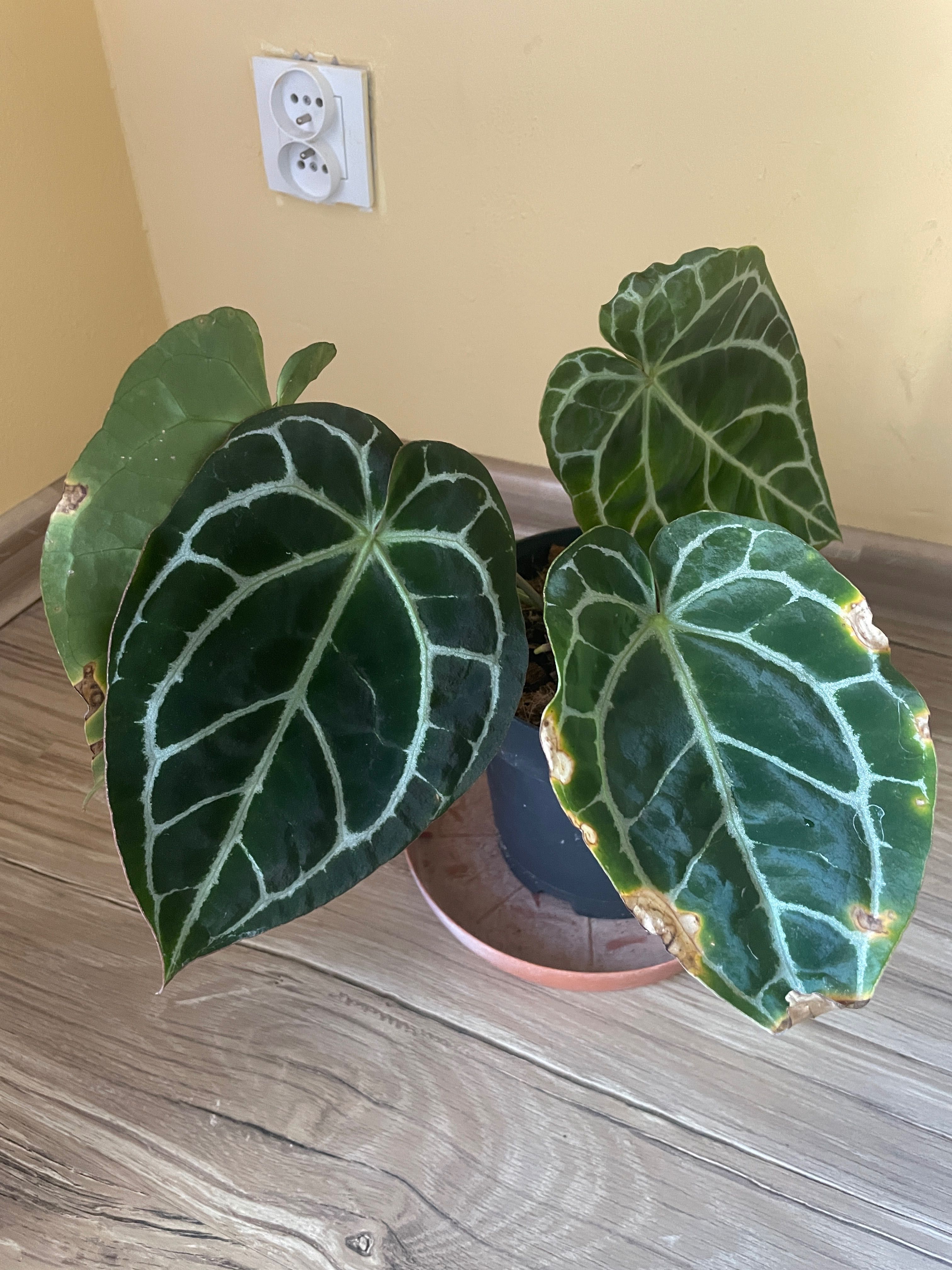 Anthurium Magnificum x Crystallinum