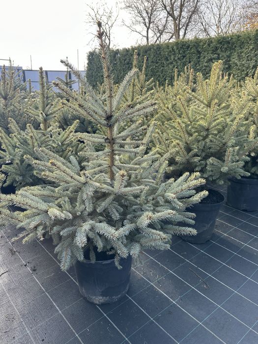 Ялинка, ялинка новорічна , ялинка Кейбаб, жива ялинка, йолка