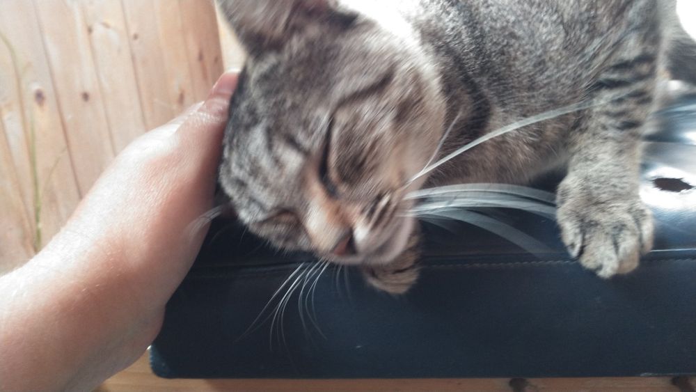 Молодий кастрований котик