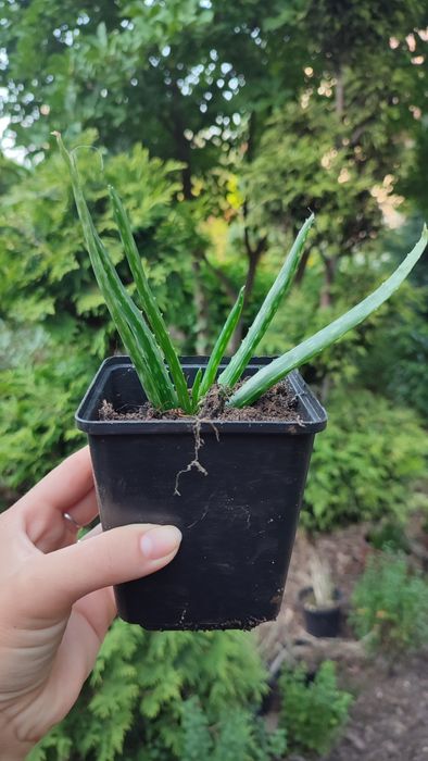 Aloes roślina doniczkowa