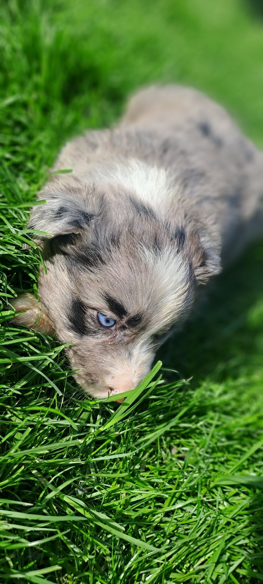 BlueMerle Piesek do rezerwacji Border Collie