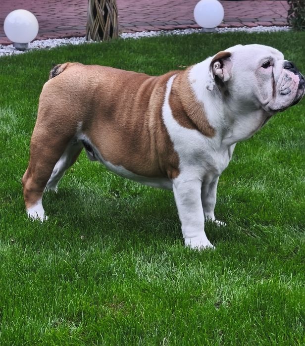 Buldog angielski FCI PIESEK