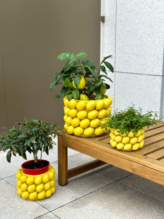 Limoeiros mini e Kumquats mini com fruto - ULTIMOS