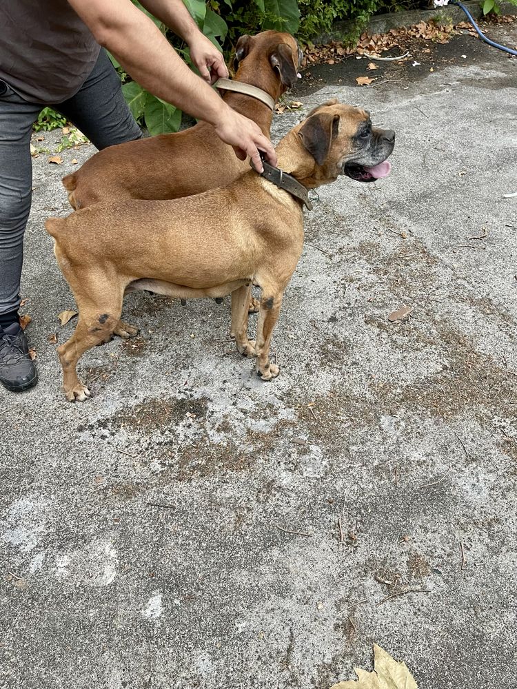 Para adopção responsável