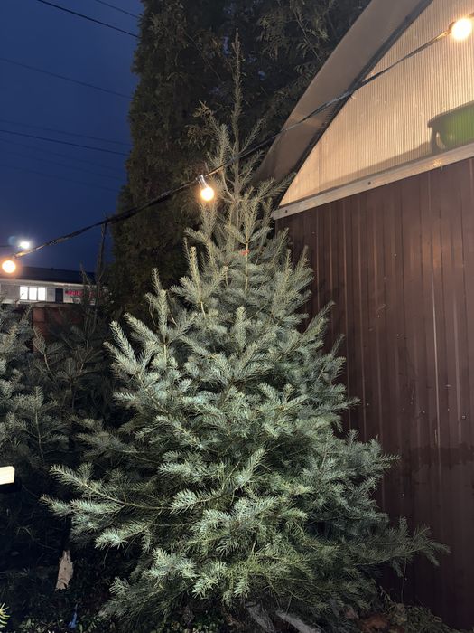 Wysokie choinki premium 3-4m jodła kalifornijska WŁASNA PLANTACJA