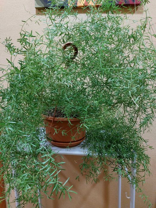 Аспарагус Шпренгера