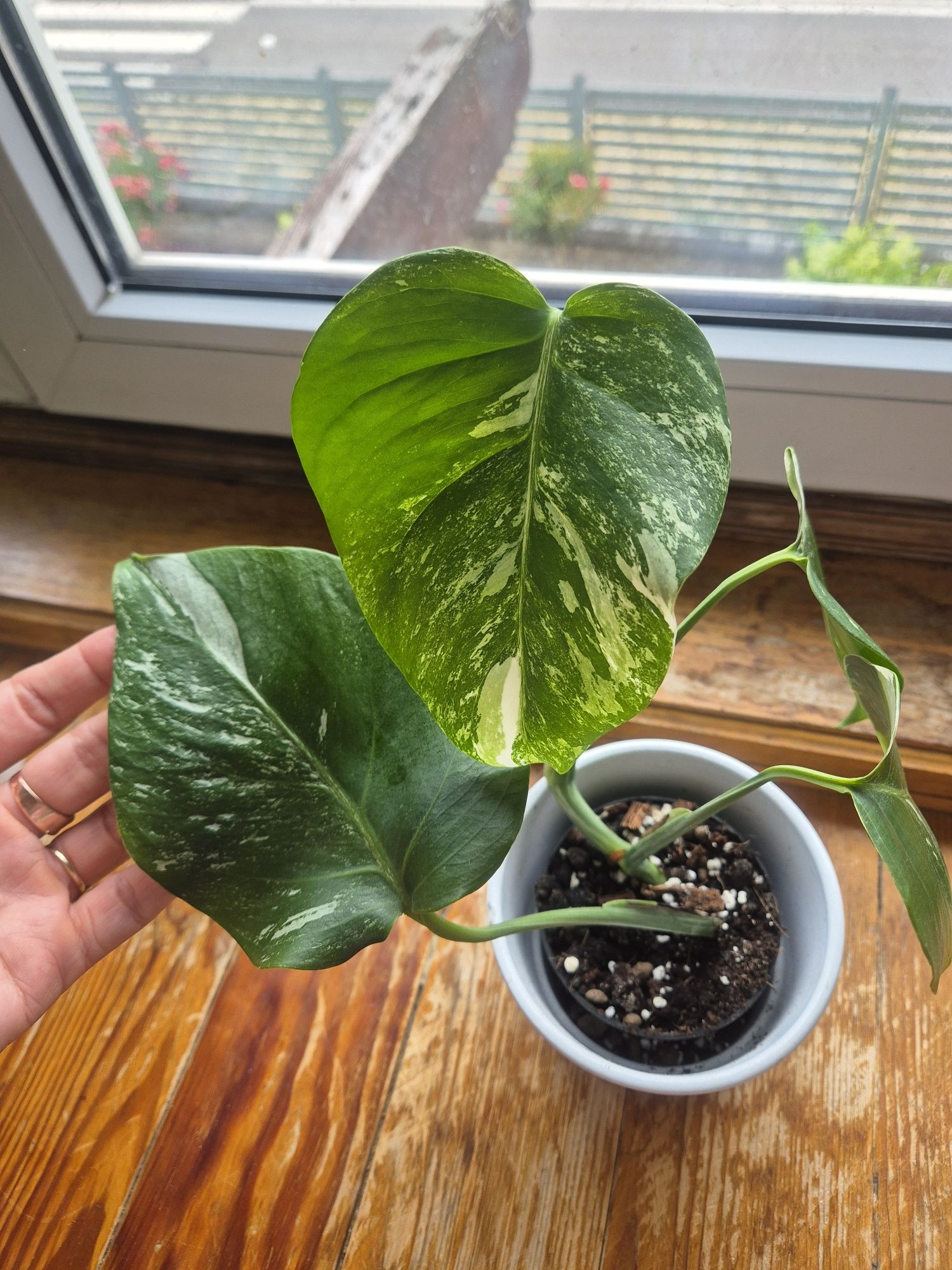 Monstera variegata