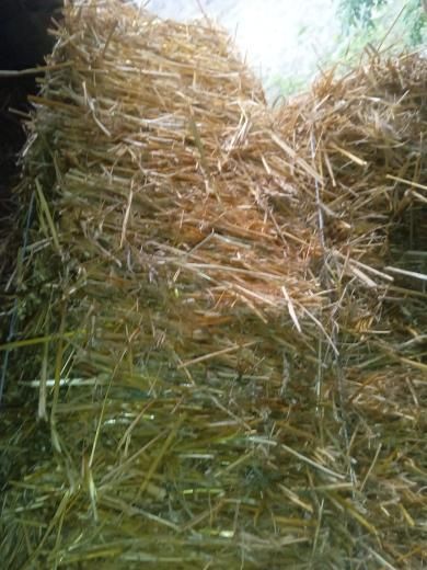 Продам тюки пшеничної овсяної соломи