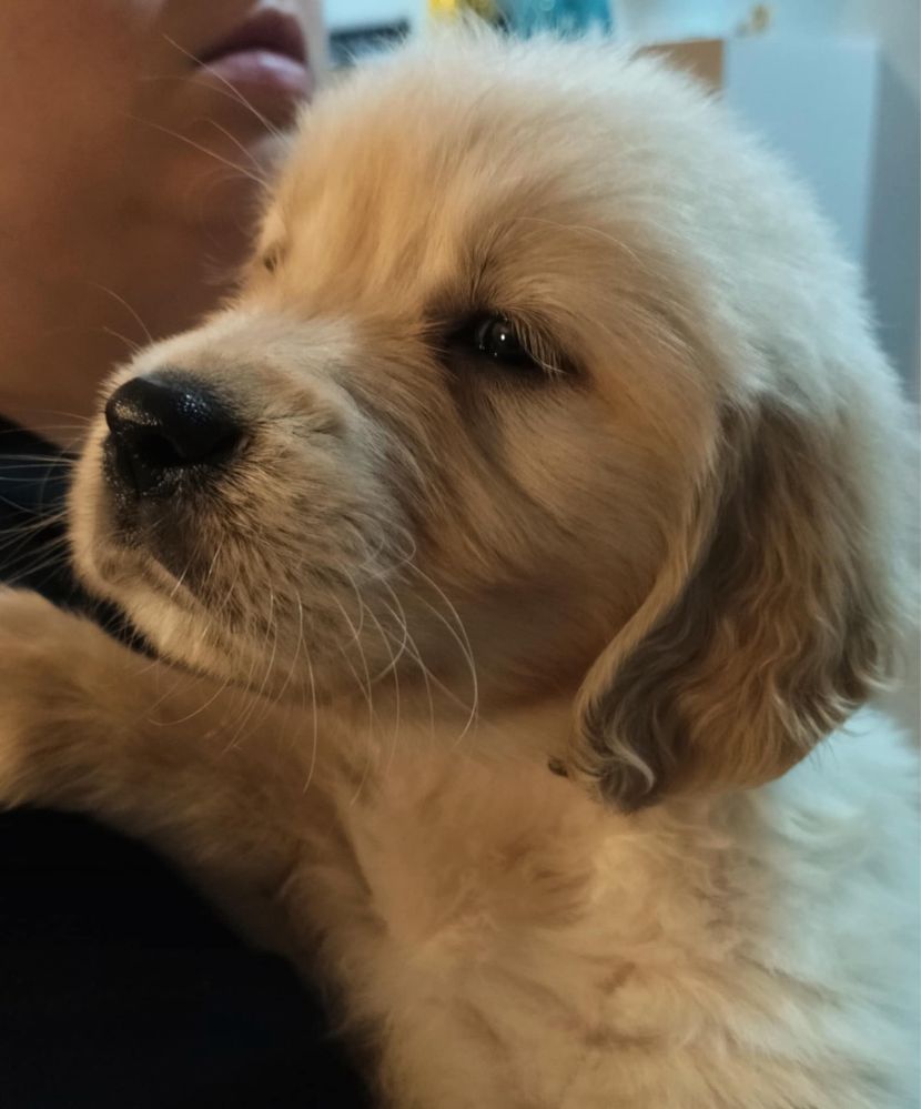 Golden retriever zloty szczeniak piesek zkwp fci juz do odbioru