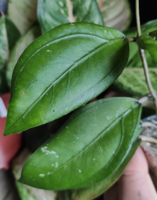 Hoya hoja sp Gomas