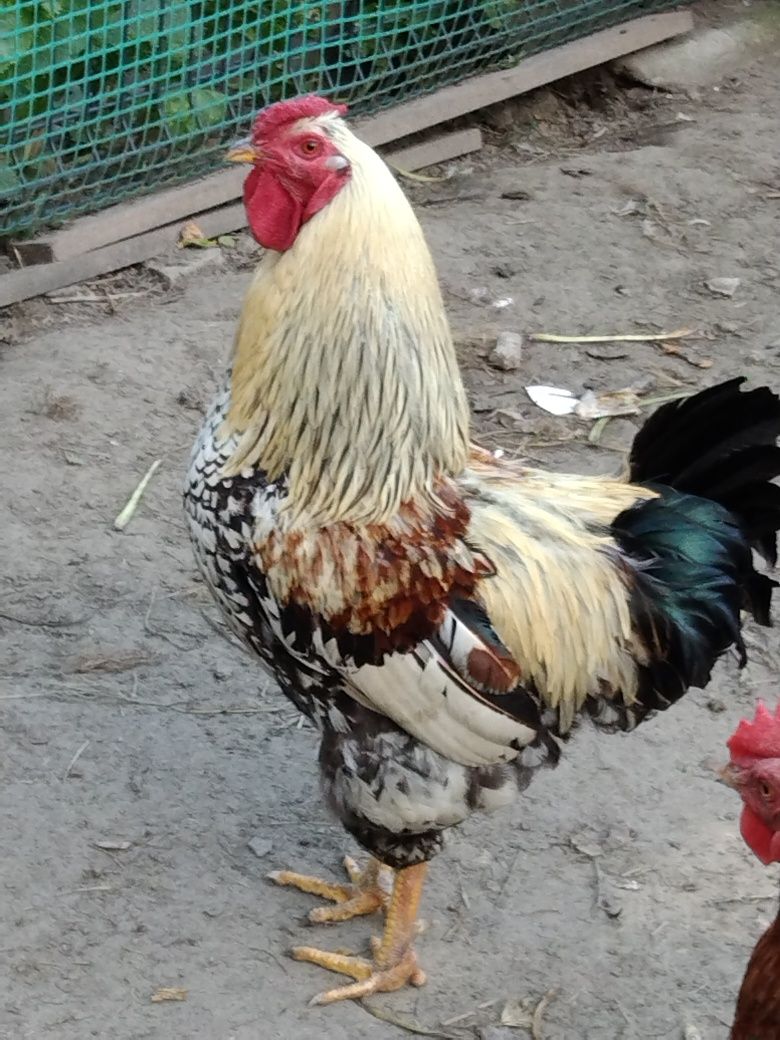 Sprzedam koguta wyandotte