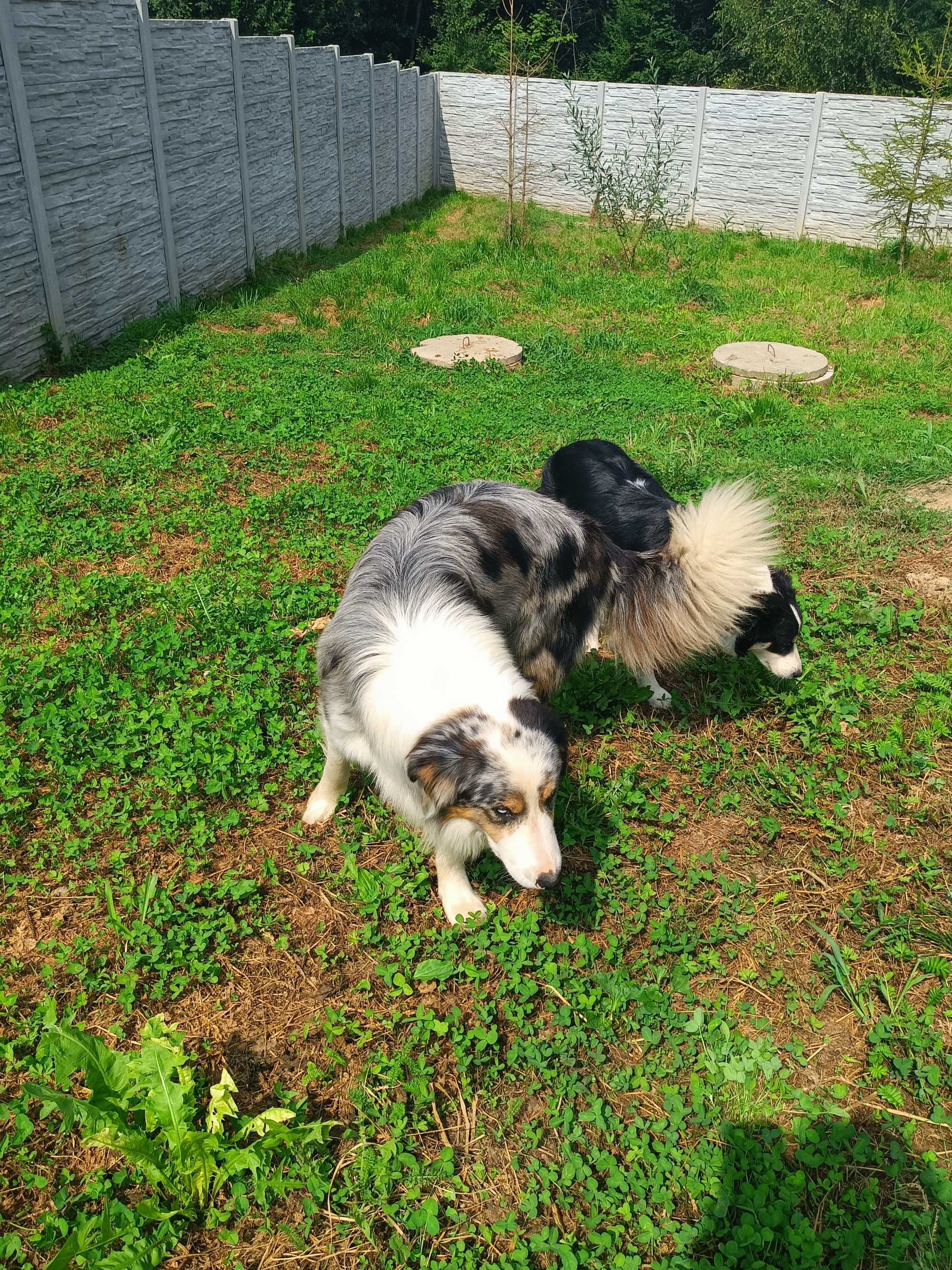 Border collie suczka