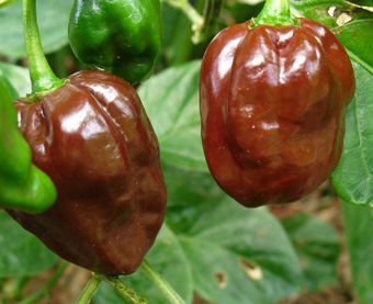 10 Sementes Pimenta Habanero Chocolate