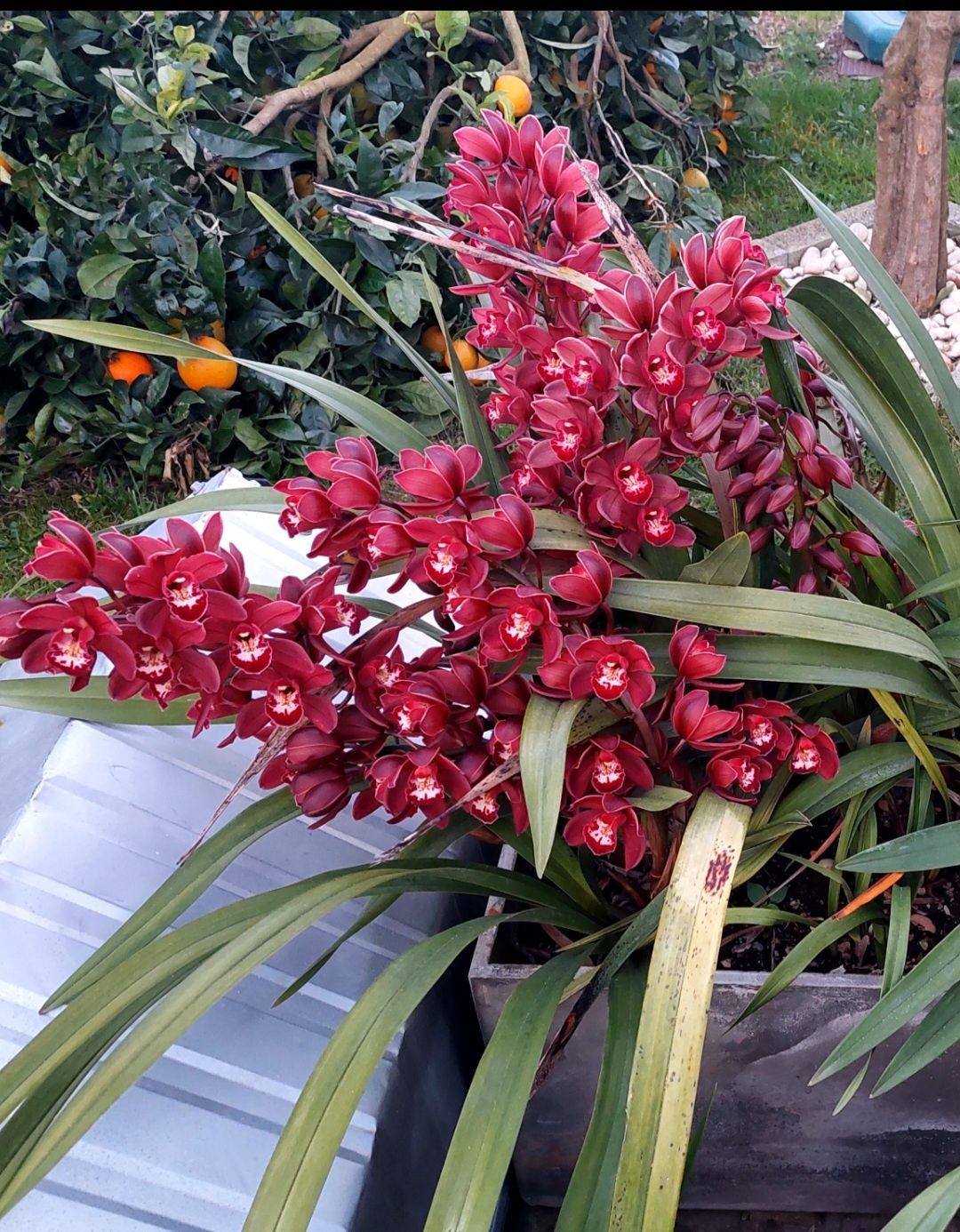 Mudas Orquídea CTT grátis