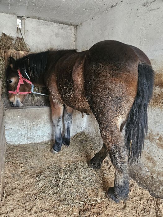 Sprzedam ogierki zimnokrwiste