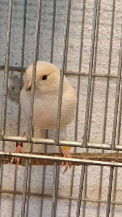 Arlequim português canários ( femeas e 1 macho)