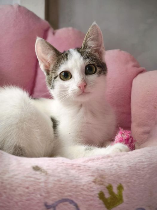 Młode kocięta do adopcji