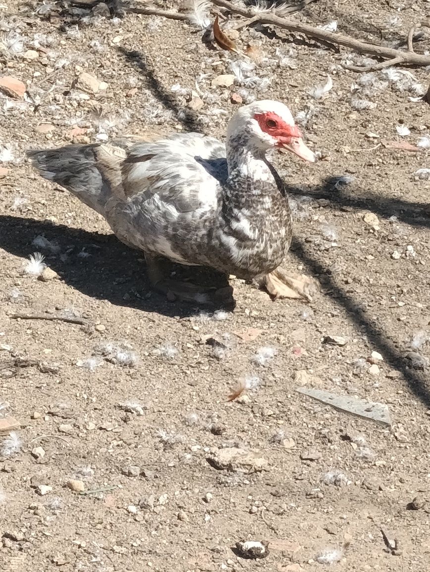 Patos machos e fêmeas adultas
