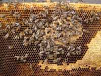 Пчелосемьи Бджолосімї  бджоли
