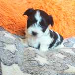 Yorkshire Terrier Black & White