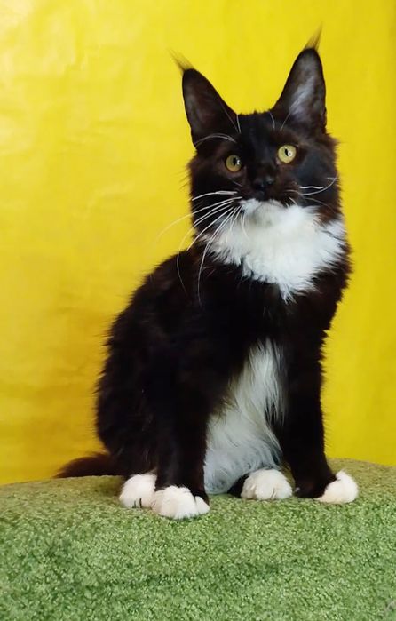 Крупный котёнок Мейн -кун в окрасе n 03