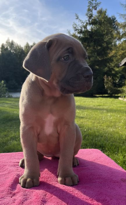 Szczenię Puma Nero FCI Cane Corso szczenie po GRAND CHAMPIONIE
