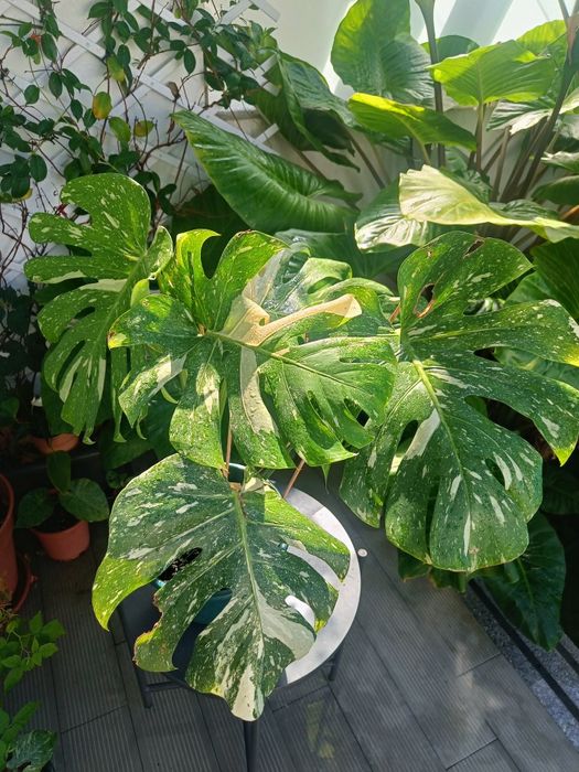 Monstera thai constellation 5 folhas