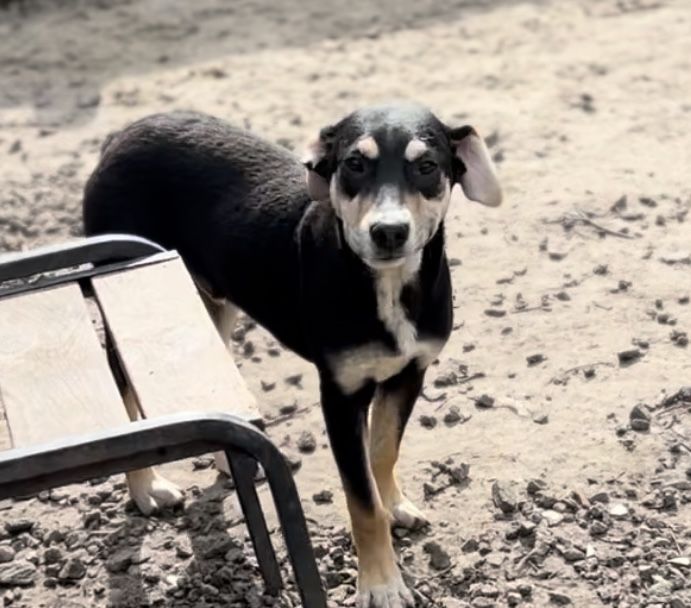 Красивый и добрый пес Бурбон