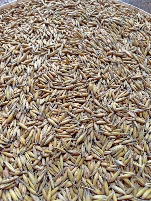 Mieszanka zbożowa owies, jęczmień, pszenica, (Groch)