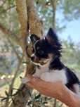 chihuahua macho pelo longo