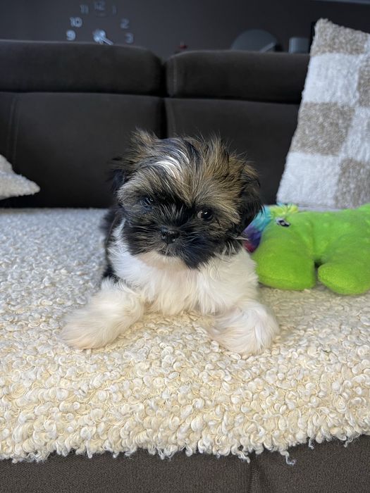 Suczka Shih Tzu Gotowa Do Odbioru