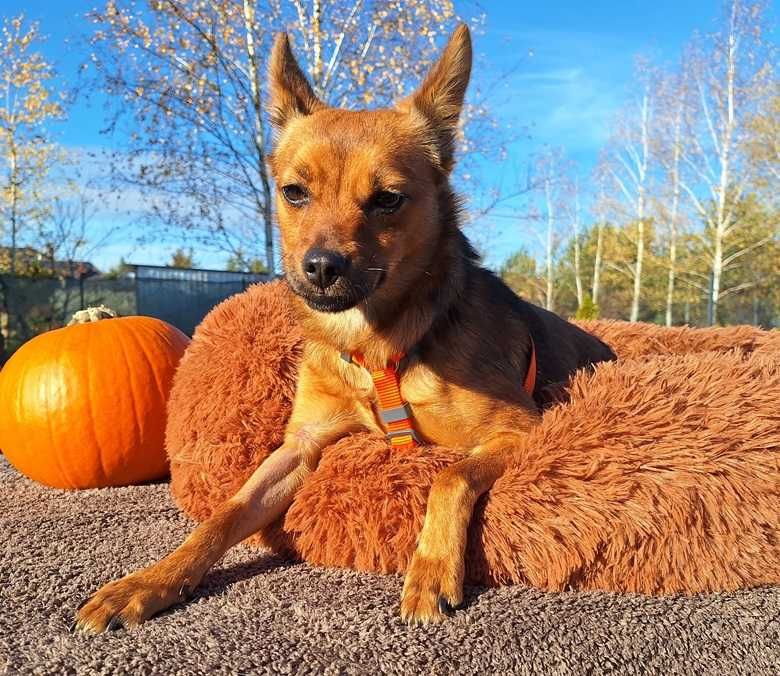 ŁANIA – mała sunia szuka  fajnej rodziny.