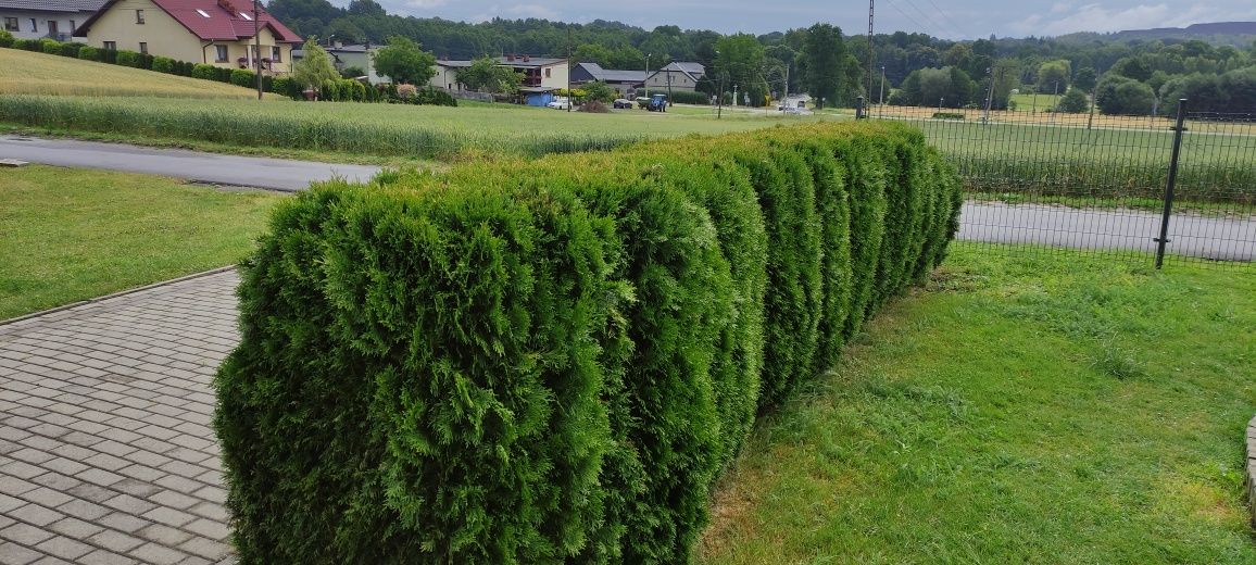 Thuja szmaragd oddam