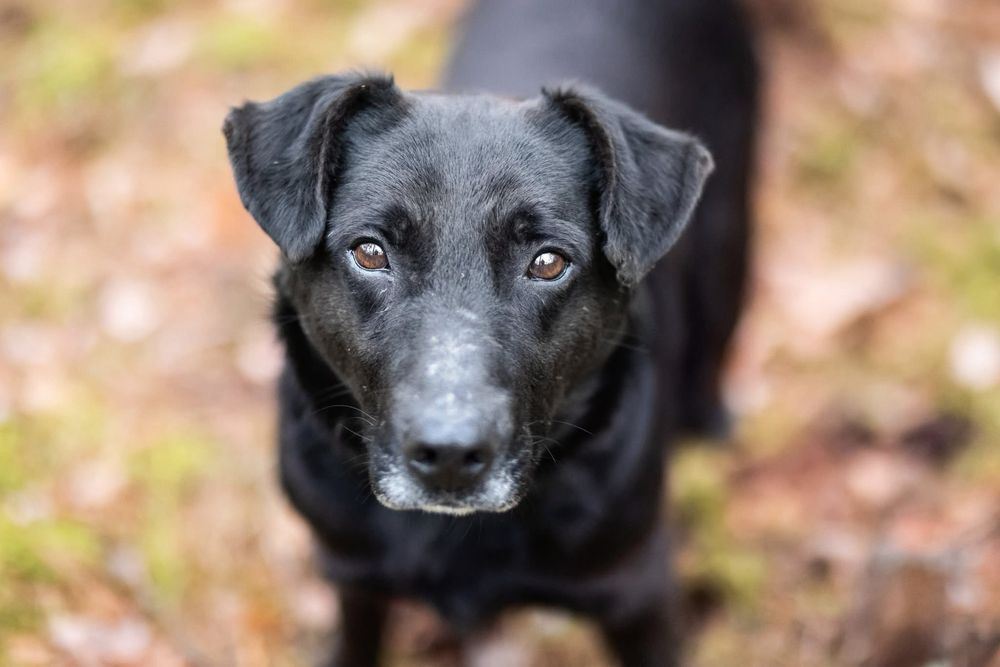 Ralf – elegancki dżentelmen w czerni, który czeka na swojego człowieka