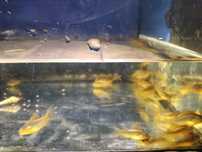 Коридорас Gold lazer cw10.