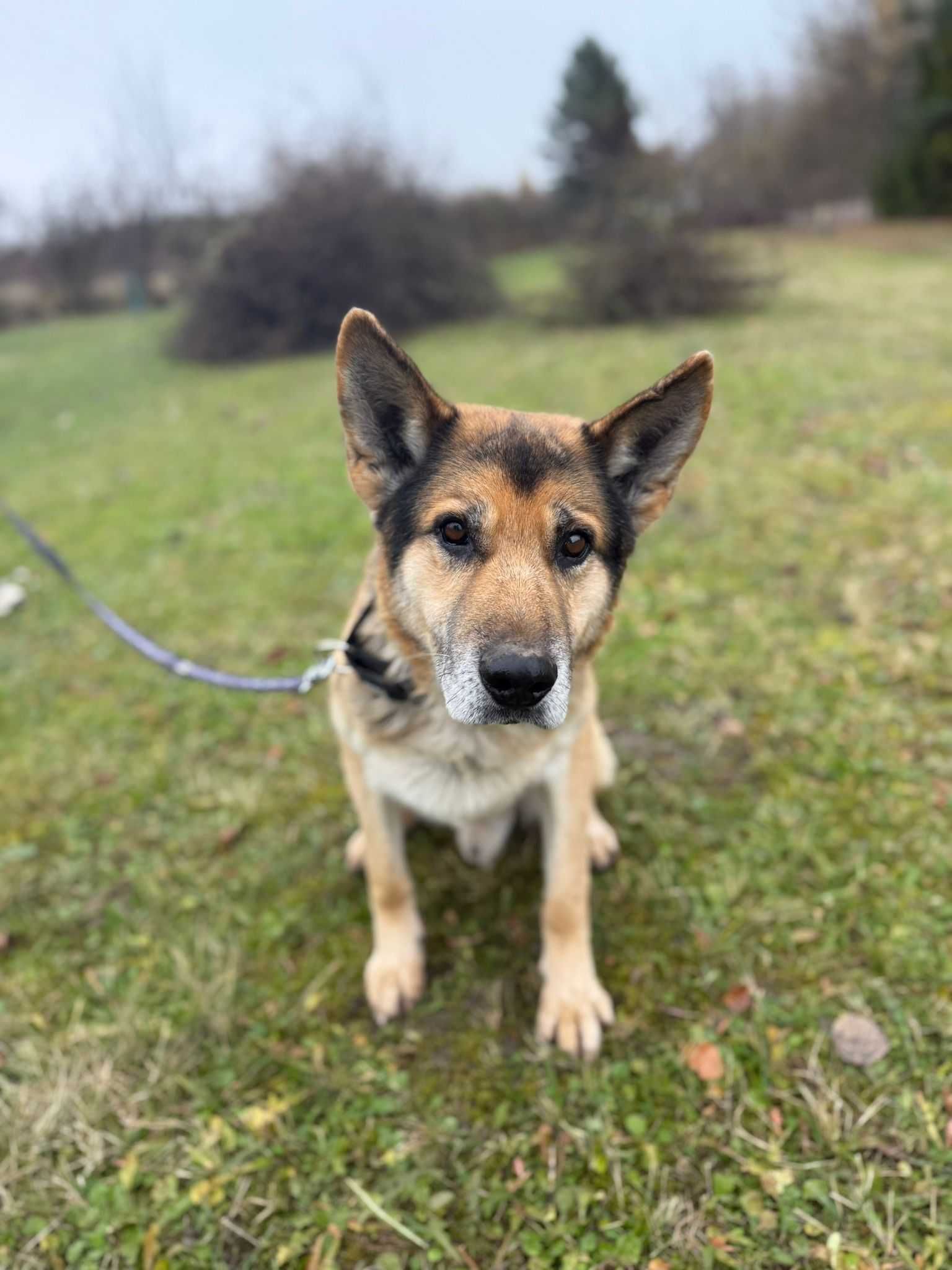 Kubuś - prawdziwy przyjaciel człowieka. Wspaniały pies do adopcji!