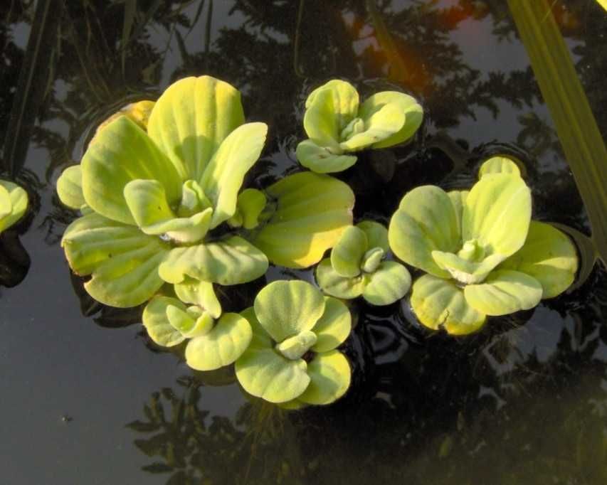 PISTIA roślina do Oczka Wodnego flora - własna hodowla-  S do XXL