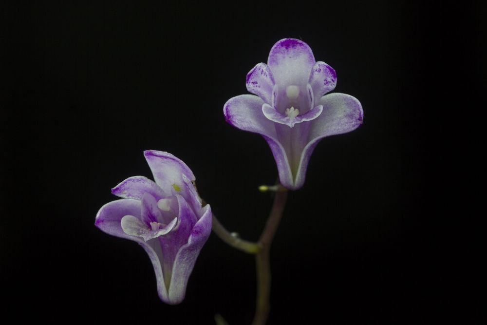 Orquídea Rosa das rochas