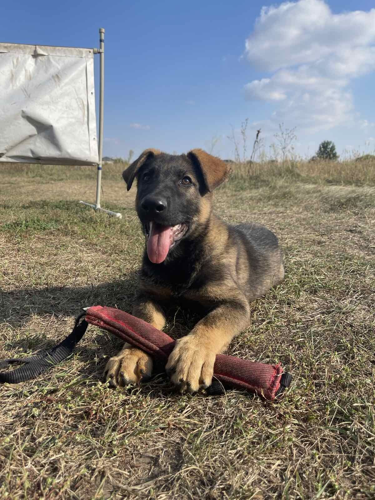 Цуценята німецької вівчарки